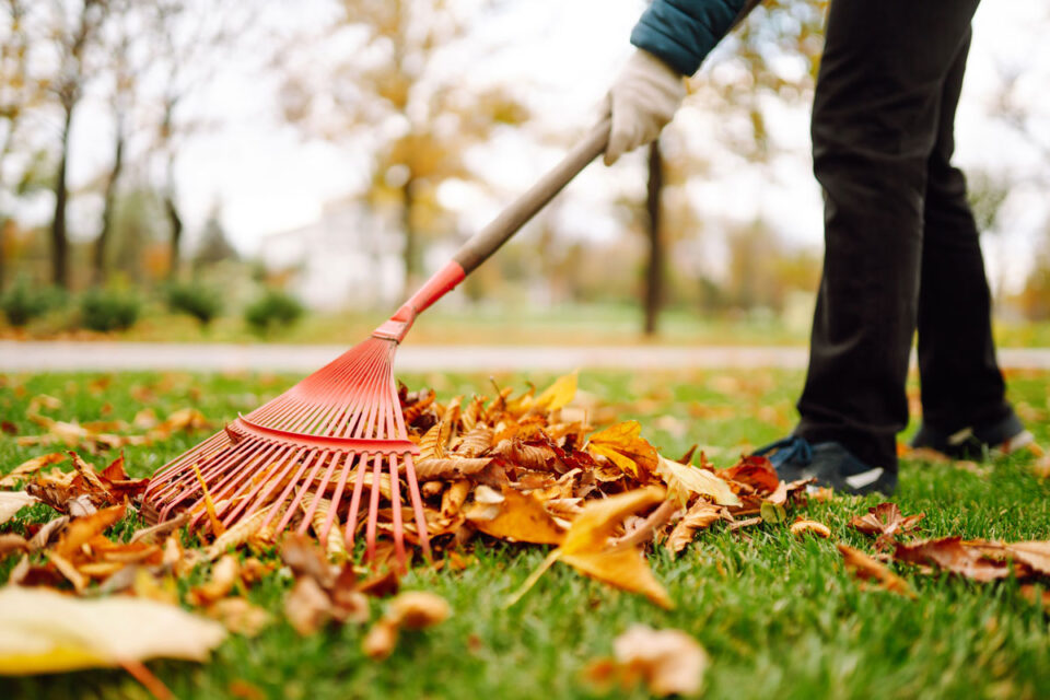 man raking leaves from yard